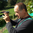 Weinernte Bludesch