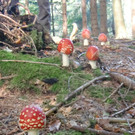033-crop.JPG