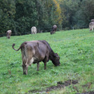 IMG_3367.JPG