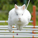 Kaninchen machen "hop"
