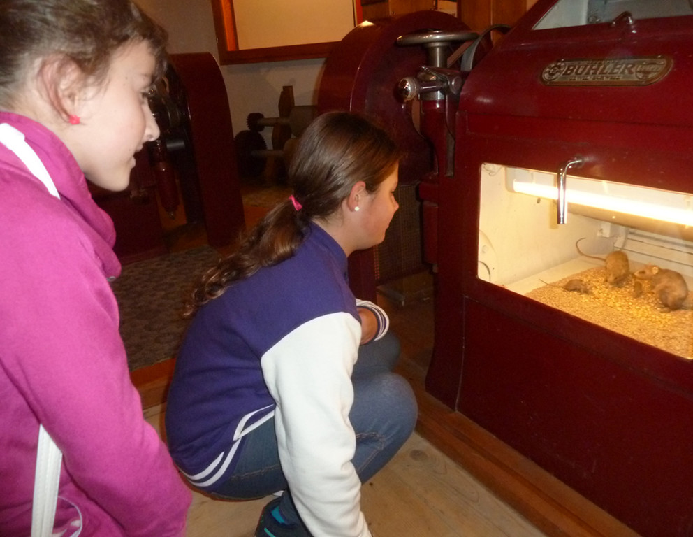 Stoffel3Maeuse_jpg-1349718252