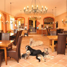 Urlaub mit Hund – zehn hundefreundliche Hotels