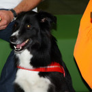 Agyllity 2012 135_jpg-1349860225