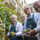 Bürgermeister Häupl erntete im kleinsten Weingarten Wiens am Schwarzenbergplatz 