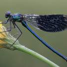 50801-1_Knobel Ludwig_Prachtlibelle_jpg-1349943459
