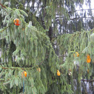 Ein Christbaum im Oktober