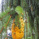 IMG_4490_JPG-1349965669