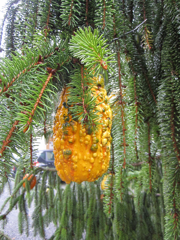 IMG_4490_JPG-1349965669