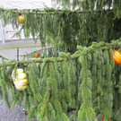 IMG_4491_JPG-1349965689