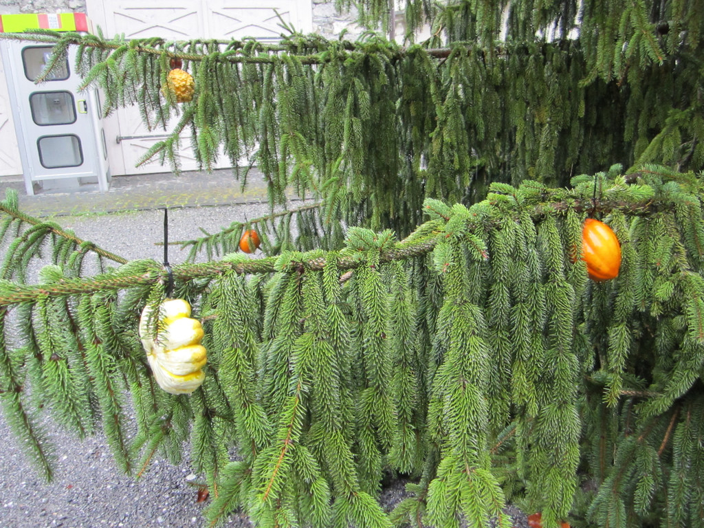 IMG_4491_JPG-1349965689