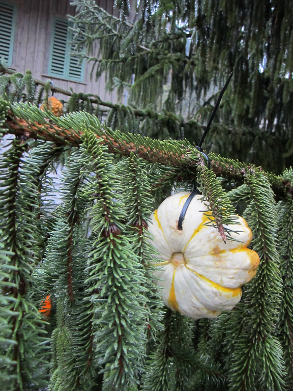 IMG_4492_JPG-1349965707