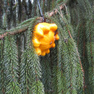 IMG_4494_JPG-1349965729
