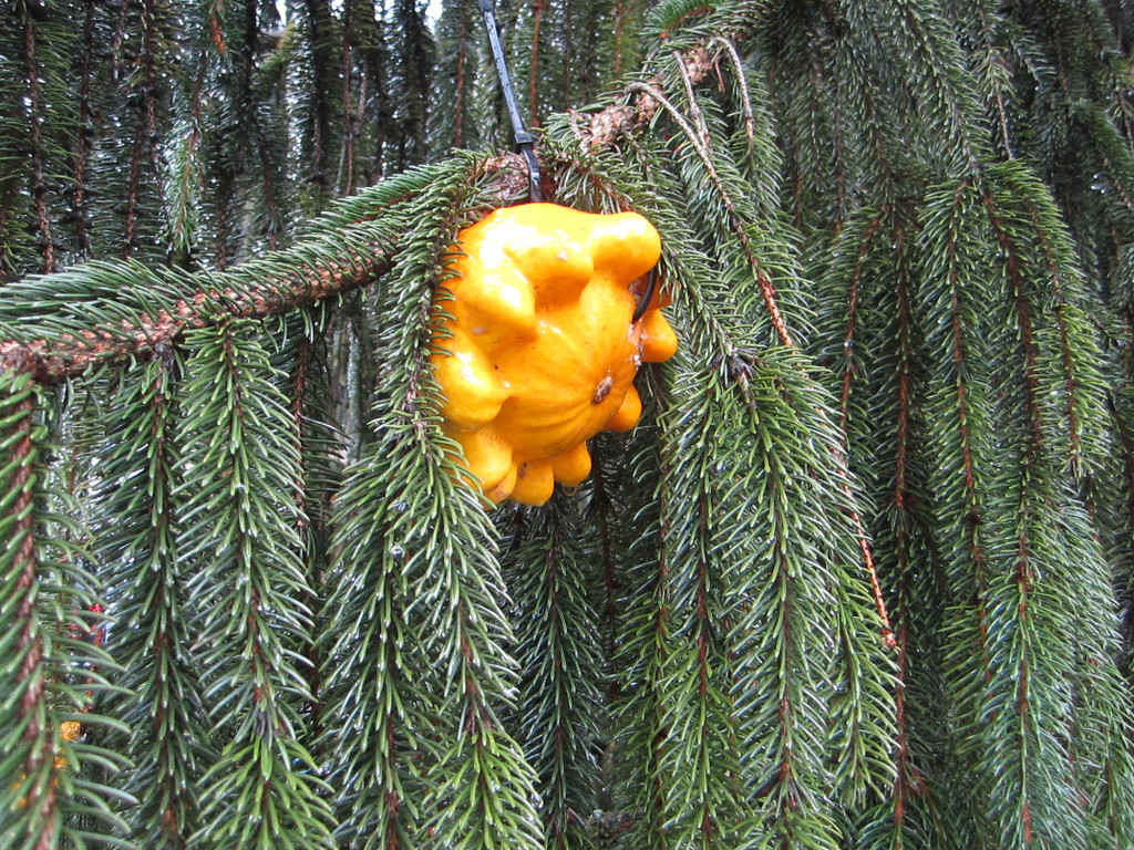 IMG_4494_JPG-1349965729
