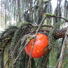 IMG_4496_JPG-1349965747