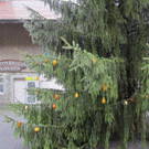 IMG_4498_JPG-1349965763