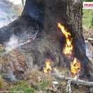 Zirbe in Brand