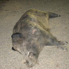 ED_11102012_B4 GW_Pkw gegen Wildschwein _3_.jpg
