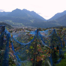 Die schönste Arbeit im Weinberg