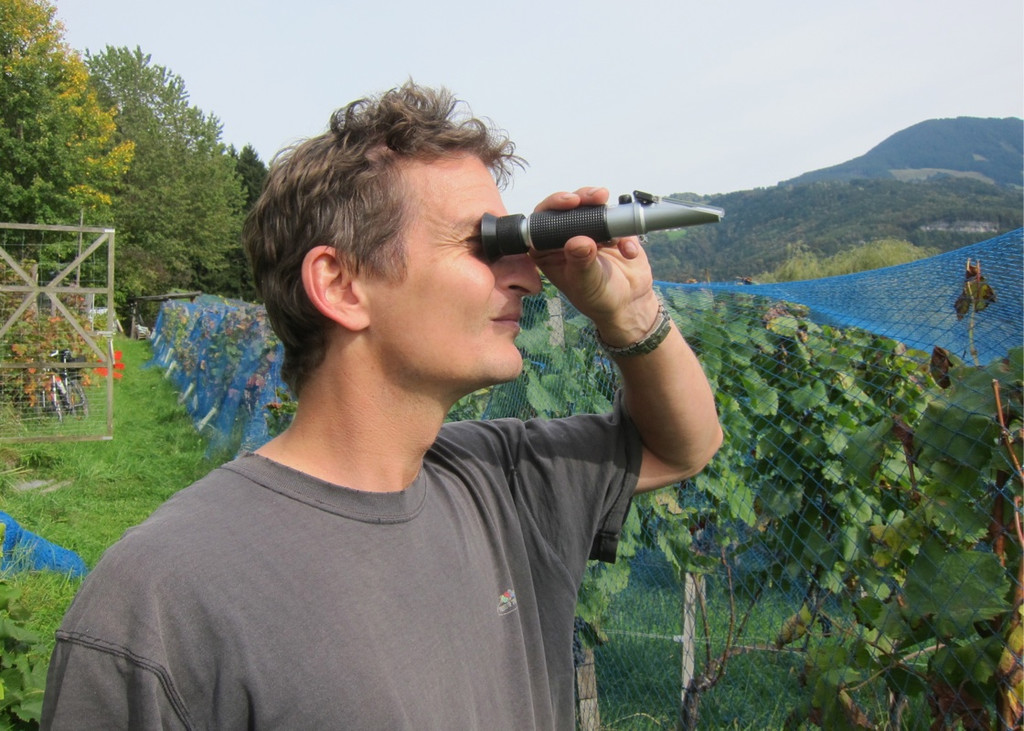 KOE_Traubenlese Chardonnay 2_jpg-1350148906
