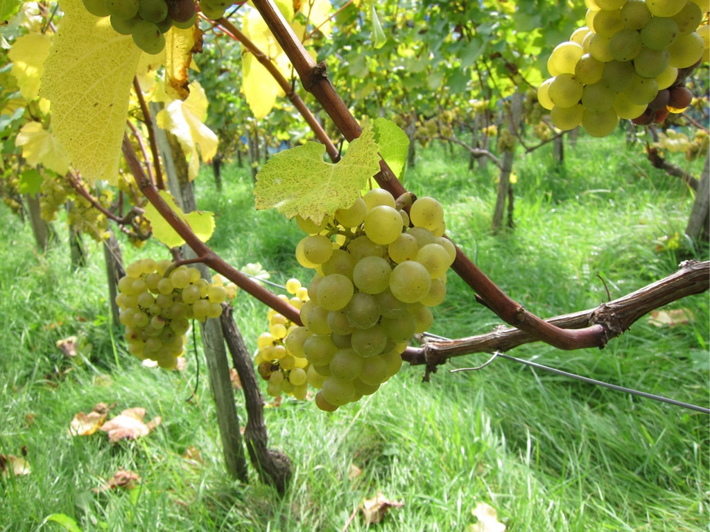 KOE_Traubenlese Chardonnay 3_jpg-1350148914
