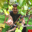 KOE_Traubenlese Chardonnay 4_jpg-1350148923