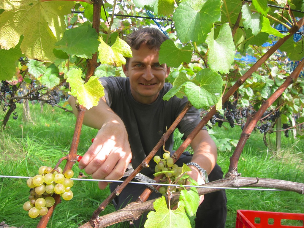 KOE_Traubenlese Chardonnay 4_jpg-1350148923