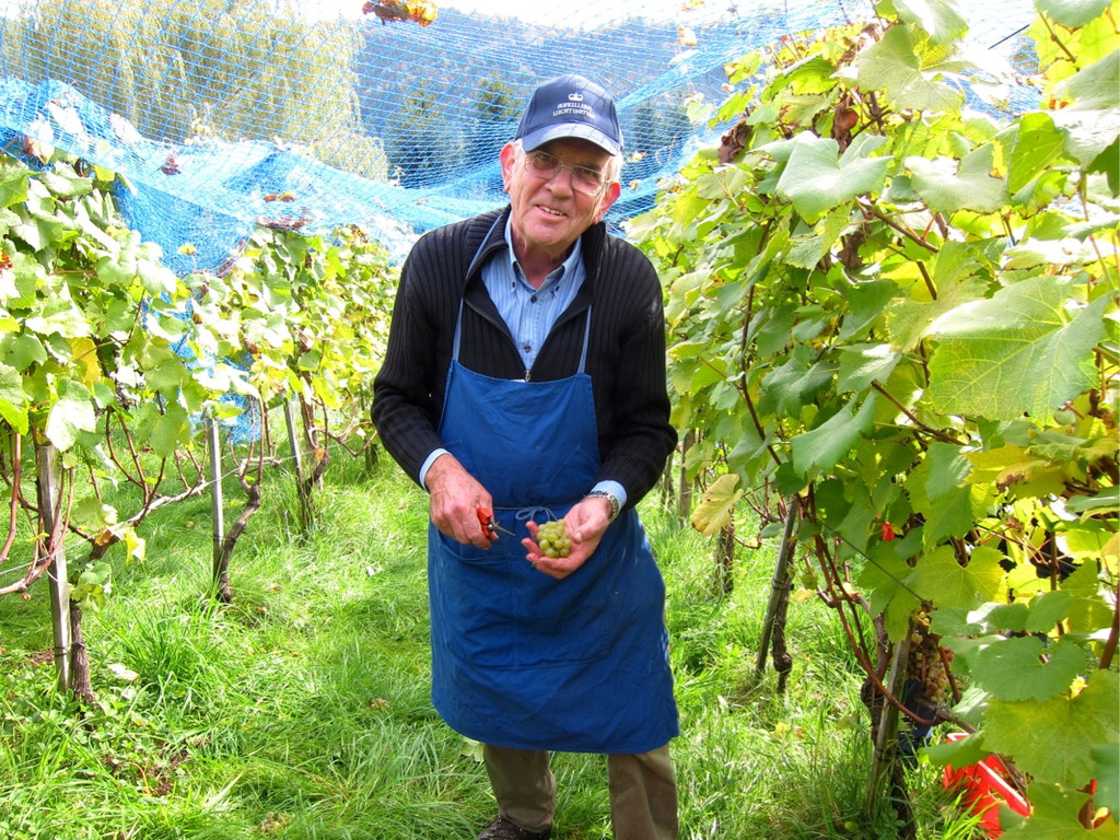 KOE_Traubenlese Chardonnay 5_jpg-1350148934