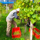 KOE_Traubenlese Chardonnay 6_jpg-1350148945