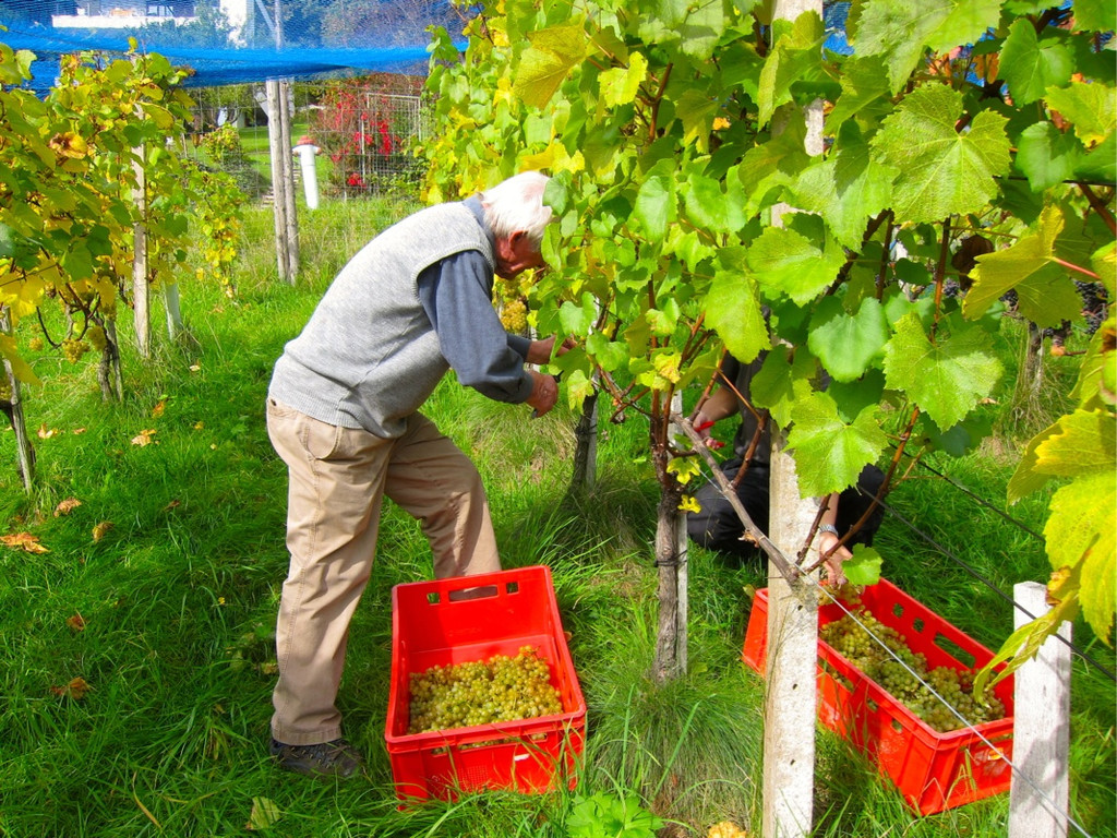 KOE_Traubenlese Chardonnay 6_jpg-1350148945