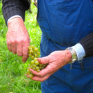 KOE_Traubenlese Chardonnay 8_jpg-1350148957