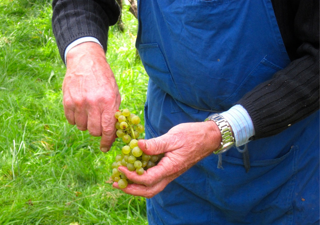 KOE_Traubenlese Chardonnay 8_jpg-1350148957