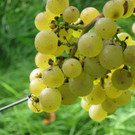 KOE_Traubenlese Chardonnay 9_jpg-1350148962