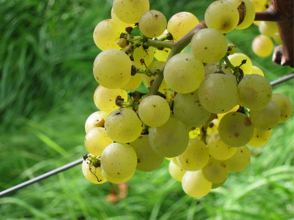 KOE_Traubenlese Chardonnay 9_jpg-1350148962