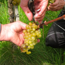 KOE_Traubenlese Chardonnay 10_jpg-1350148968