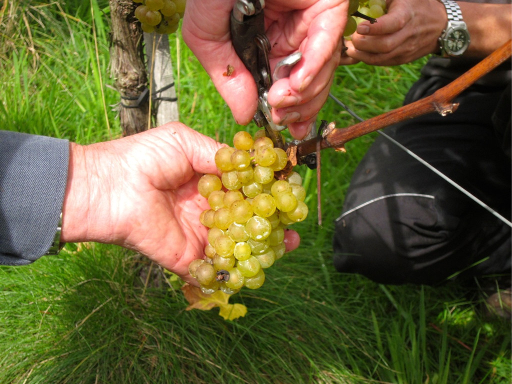 KOE_Traubenlese Chardonnay 10_jpg-1350148968