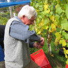 KOE_Traubenlese Chardonnay 11_jpg-1350148977