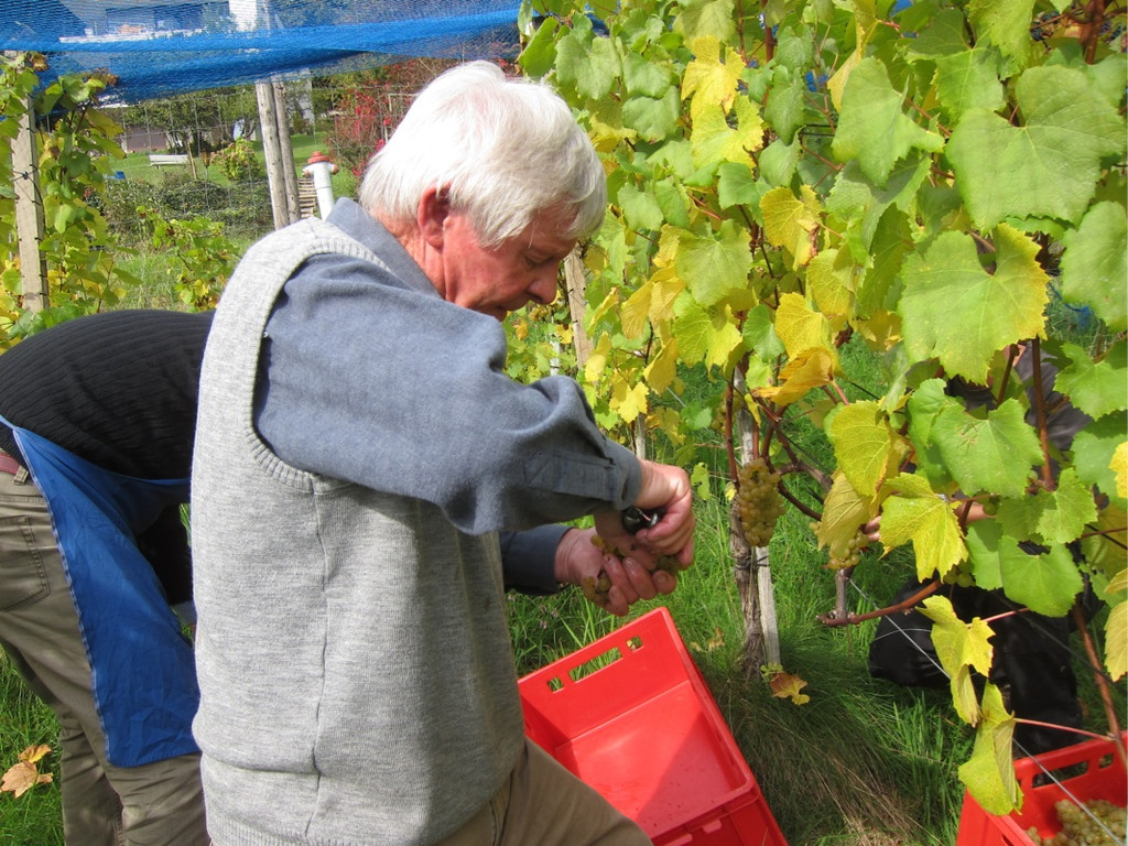 KOE_Traubenlese Chardonnay 11_jpg-1350148977