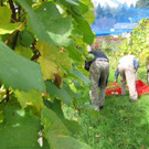 KOE_Traubenlese Chardonnay 12_jpg-1350148985