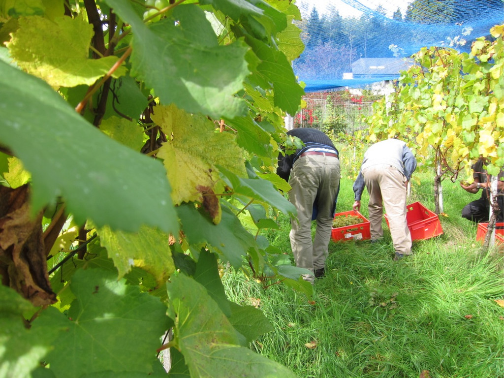 KOE_Traubenlese Chardonnay 12_jpg-1350148985