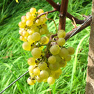 KOE_Traubenlese Chardonnay 13_jpg-1350148992