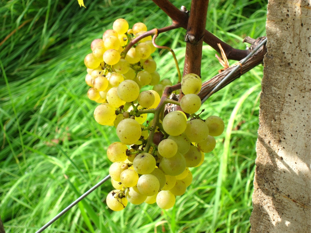 KOE_Traubenlese Chardonnay 13_jpg-1350148992