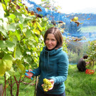 KOE_Traubenlese Chardonnay 14_jpg-1350149002