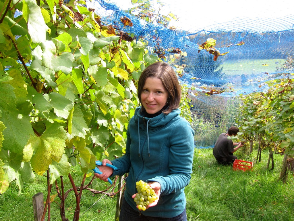 KOE_Traubenlese Chardonnay 14_jpg-1350149002