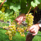 KOE_Traubenlese Chardonnay 15_jpg-1350149011