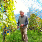 KOE_Traubenlese Chardonnay 16_jpg-1350149024