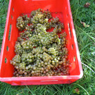 KOE_Traubenlese Chardonnay 17_jpg-1350149034