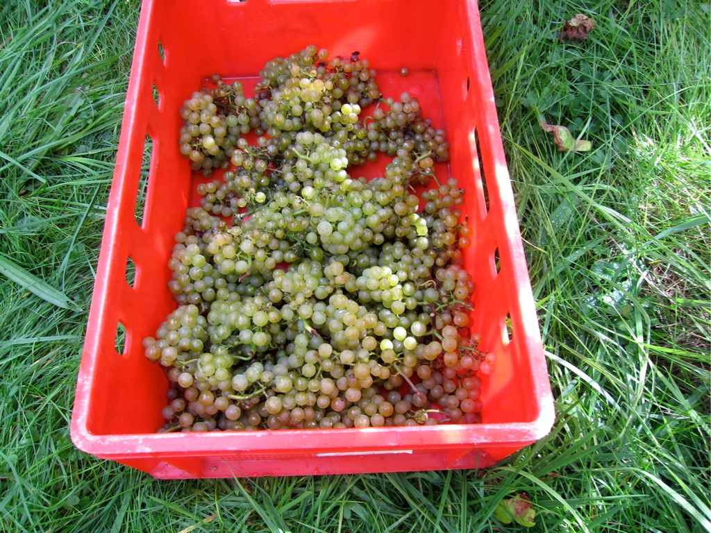 KOE_Traubenlese Chardonnay 17_jpg-1350149034