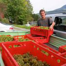KOE_Traubenlese Chardonnay 18_jpg-1350149042
