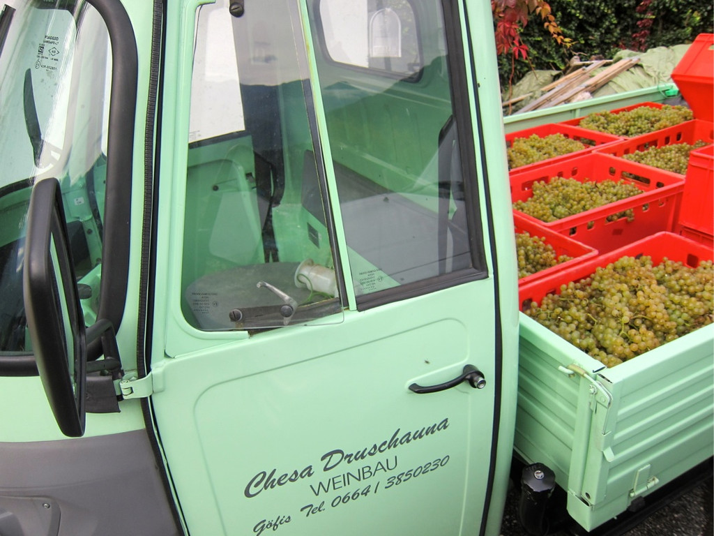KOE_Traubenlese Chardonnay 19_jpg-1350149048