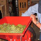 KOE_Traubenlese Chardonnay 24_jpg-1350149085